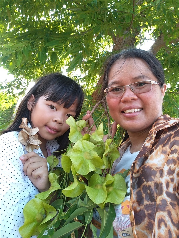 ขายเมล็ดพร้อมเพาะประดู่ป่าจำนวนมาก | เมล็ดพันธุ์ดี เกษตรวิถีไทย - เมืองระยอง ระยอง