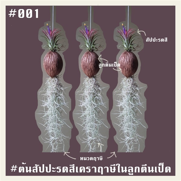 สัปปะรดสีเคราฤาษีในลูกตีนเป็ด