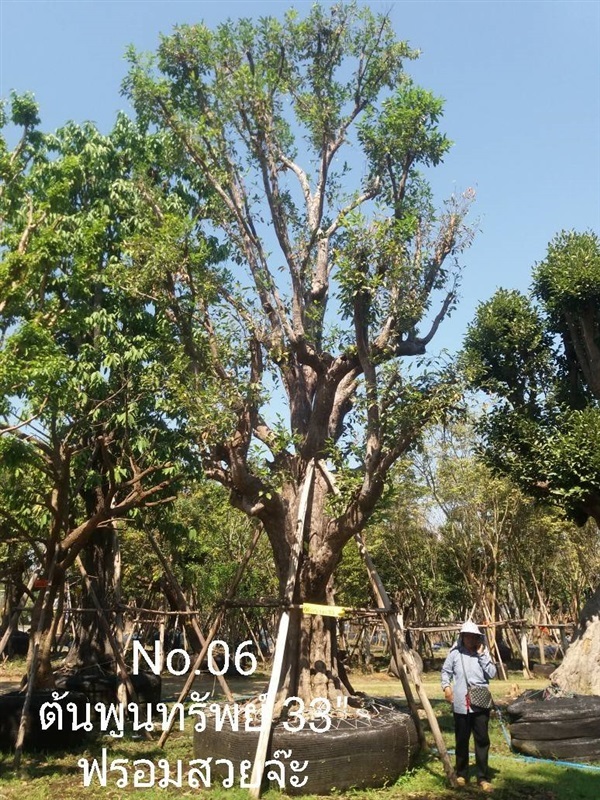 ต้นพูนทรัพย์ No. 06