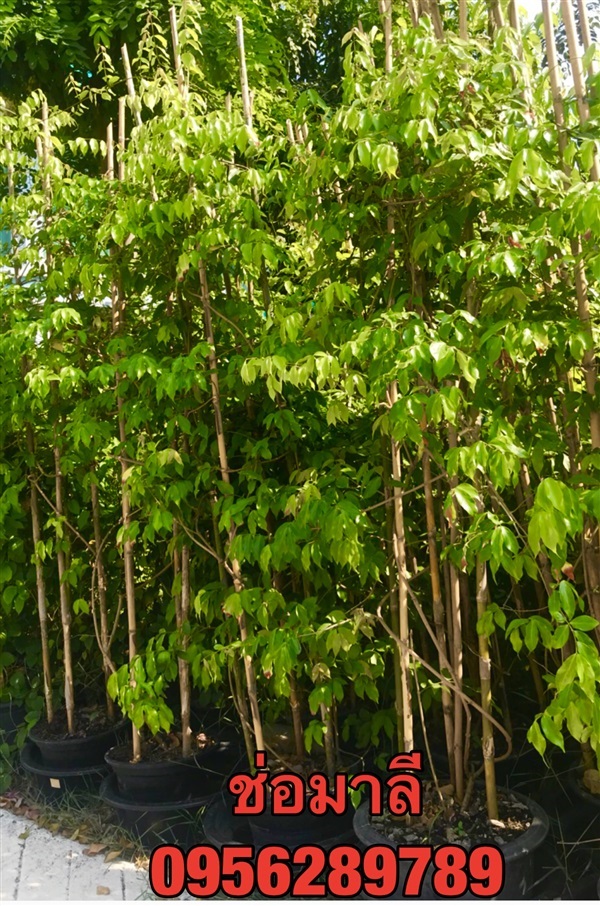 ขายต้นช่อมาลี ,ต้นสร้อยสุมาลี,ต้นกุมาริกา.ไม้หอม | อัญชัน seeds - สวนหลวง กรุงเทพมหานคร