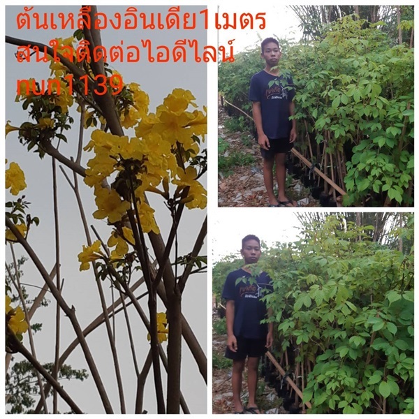 ต้นเหลืองอินเดีย | สวนป้าควรพันธ์ไม้ -  สระบุรี