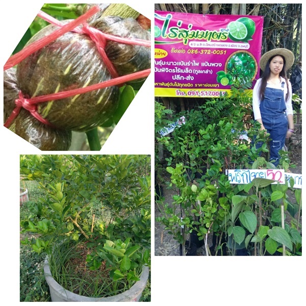 กิ่งตอนมะนาวแป้นรำไพ | สวนมะนาวแป้นไร่สุ่มมาตร์  - เมืองลพบุรี ลพบุรี