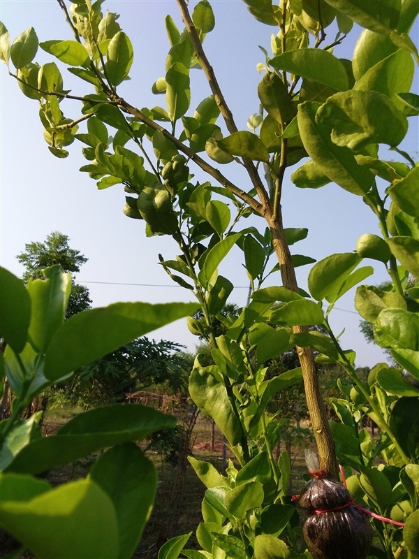 กิ่งตอนมะนาวแป้นดกพิเศษ | สวนมะนาวแป้นไร่สุ่มมาตร์  - เมืองลพบุรี ลพบุรี