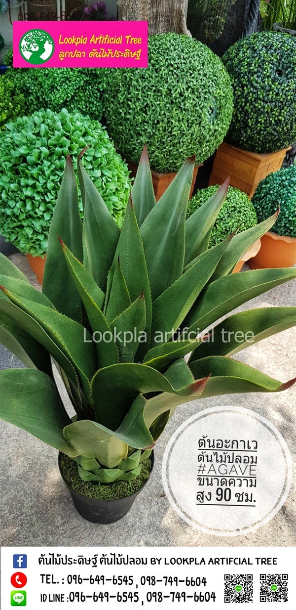 ต้นอากาเว่ปลอม ต้นอะกาเวต้นไม้ประดิษฐ์ | Lookpla Artificial Tree - จตุจักร กรุงเทพมหานคร