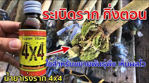 น้ำยาเร่งราก 4x4 Super Vitamin (วิตามินB1และอมิโน) เร่งราก