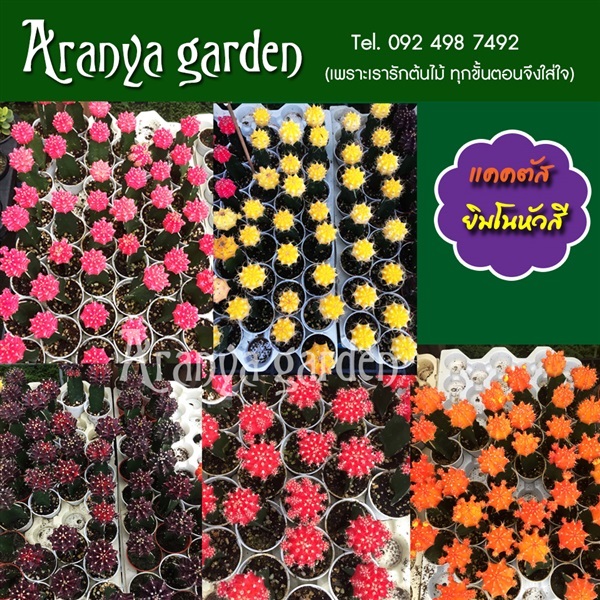 ยิมโนหัวสี กระถางขนาด 2 นิ้ว | Aranya Garden - บางละมุง ชลบุรี