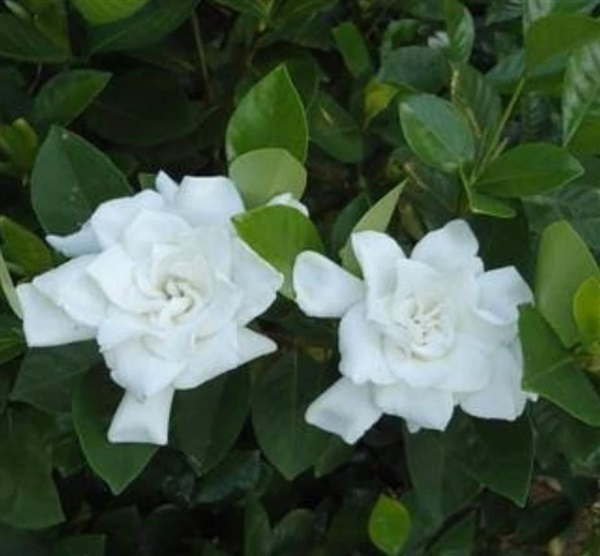 จำหน่ายพุดเศรษฐีบางใหญ่ ต้นละ 150 บาท  ดอกไม้สีขาวครีมกลีบนุ | Drenglish Garden มหาสารคาม - กันทรวิชัย มหาสารคาม