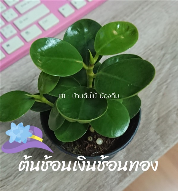 ต้นช้อนเงินช้อนทอง