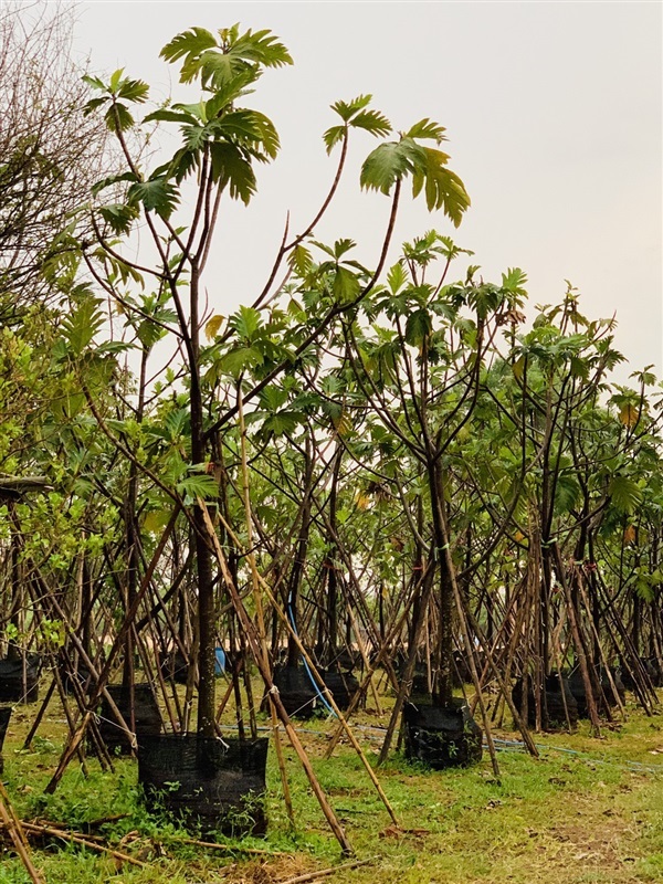 ต้นสาเก ราคาถูก | ฉลองรัตน์พันธุ์ไม้ - เมืองปราจีนบุรี ปราจีนบุรี