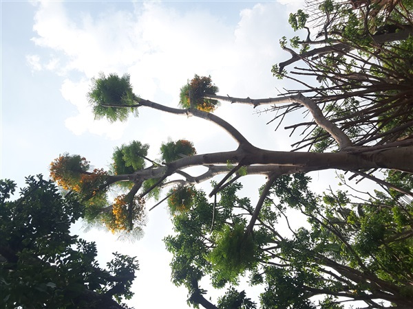 ต้นหางนกยุงเหลือง | สวนป้าควรพันธ์ไม้ -  สระบุรี