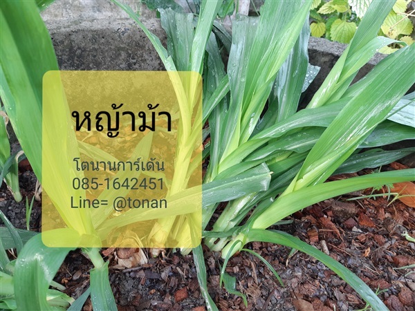 หญ้าม้า | บ้านหญ้าหวาน โตนานการ์เด้น นนทบุรี - ปากเกร็ด นนทบุรี