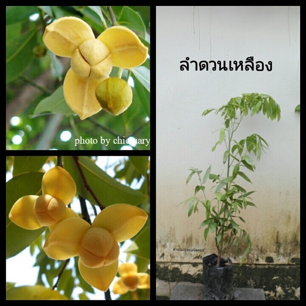 ลำดวนเหลือง (ไม้ดอกหอม-โบราณ) | สวนเบญจรงค์สุคนธ์ -  นครราชสีมา