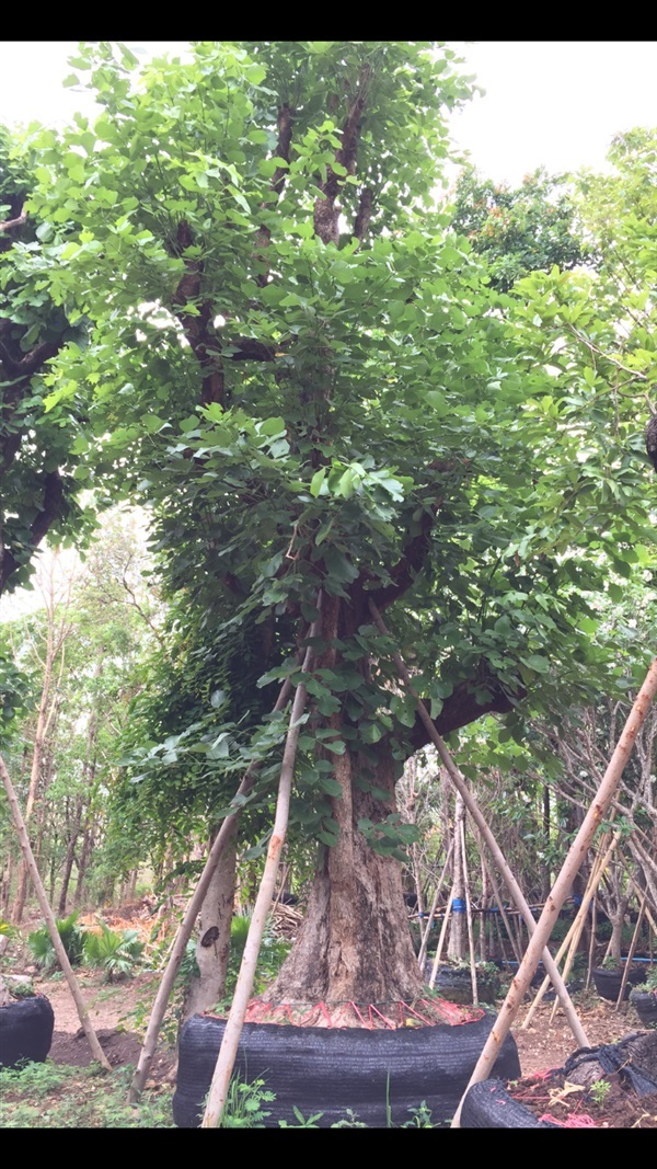 ต้นทองกวาว  | สวนแสนปัญญา1 - แม่ออน เชียงใหม่