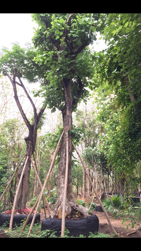 ต้นทองกวาว เชียงใหม่ | สวนแสนปัญญา1 - แม่ออน เชียงใหม่