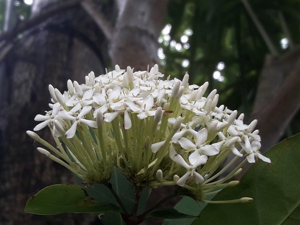 เข็มขาว | Vegetable seeds - หนองแค สระบุรี