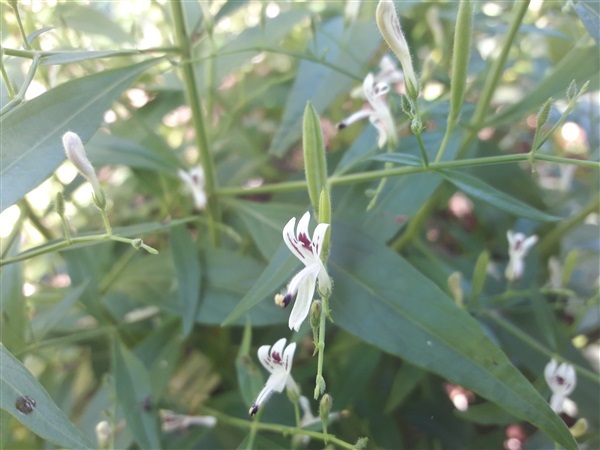 ฟ้าทะลายโจร | Vegetable seeds - หนองแค สระบุรี