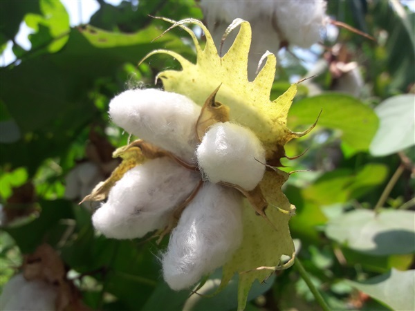 ฝ้าย | Vegetable seeds - หนองแค สระบุรี