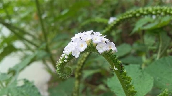 หญ้างวงช้าง | Vegetable seeds - หนองแค สระบุรี