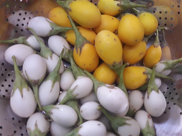 มะเขือไข่เต่าขาว | Vegetable seeds - หนองแค สระบุรี