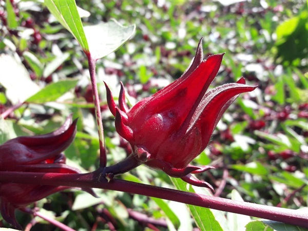 กระเจี๋ยบแดง | Vegetable seeds - หนองแค สระบุรี