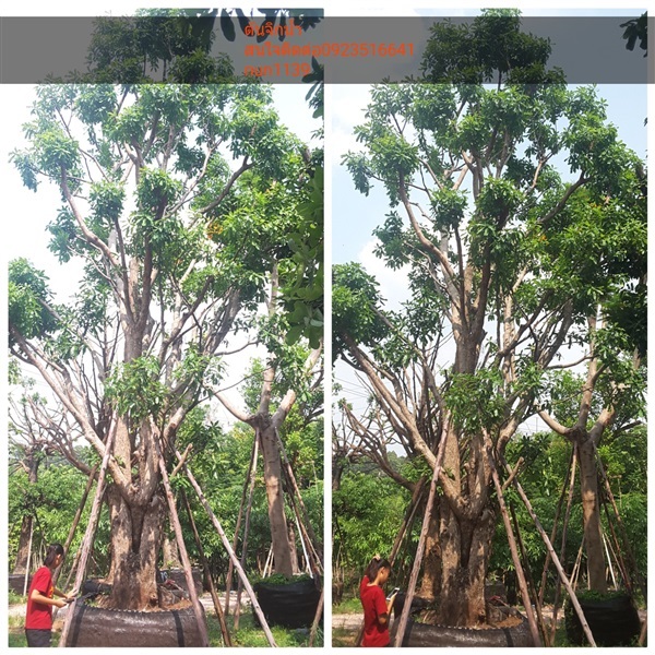 ต้นจิกน้ำ | สวนป้าควรพันธ์ไม้ -  สระบุรี