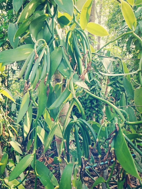 ขายส่งต้นกล้าวานิลลา กิ่งวานิลลา ไม้หายาก waninla | วันเดอร์กรีน - เชียงดาว เชียงใหม่