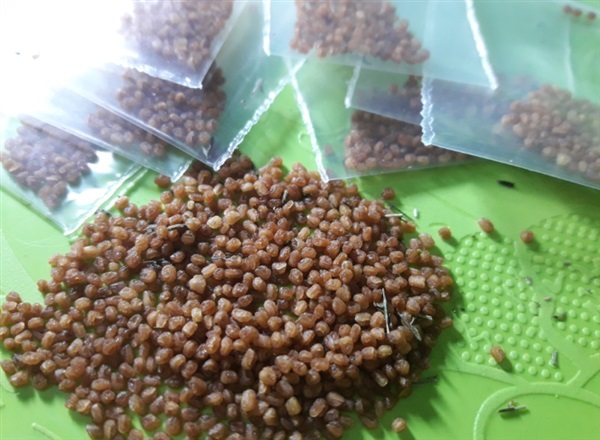 เมล็ดฟ้าทะลายโจร | Vegetable seeds - หนองแค สระบุรี