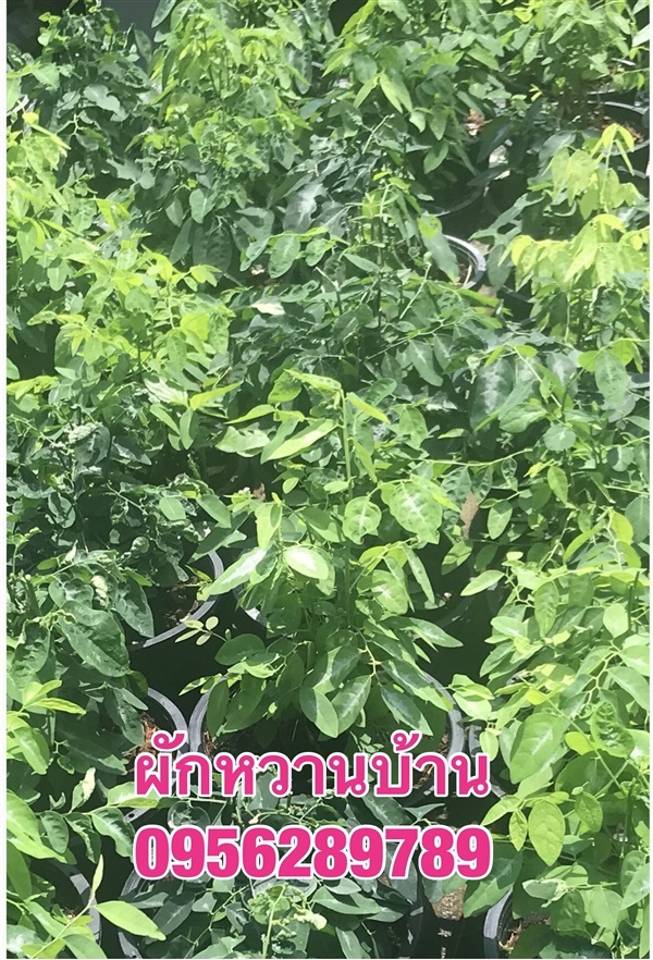 ต้นผักหวานบ้าน,ผักหวานบ้าน | อัญชัน seeds - สวนหลวง กรุงเทพมหานคร