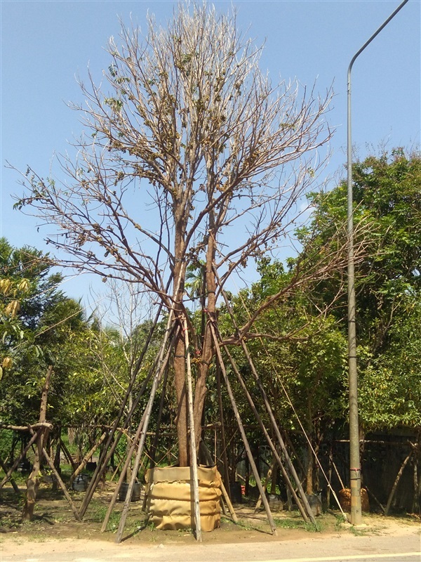 ต้นลองกองใหญ่ | นรินทร์พันธุ์ไม้ - เมืองปราจีนบุรี ปราจีนบุรี