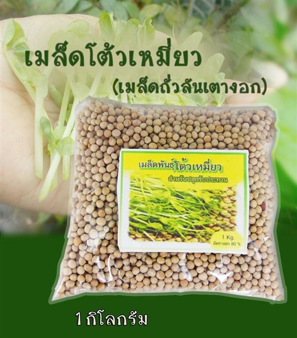 เมล็ดพันธุ์ โต้วเหมี่ยว ต้นอ่อนถั่วลันเตา เมล็ดเหลืองเขียว