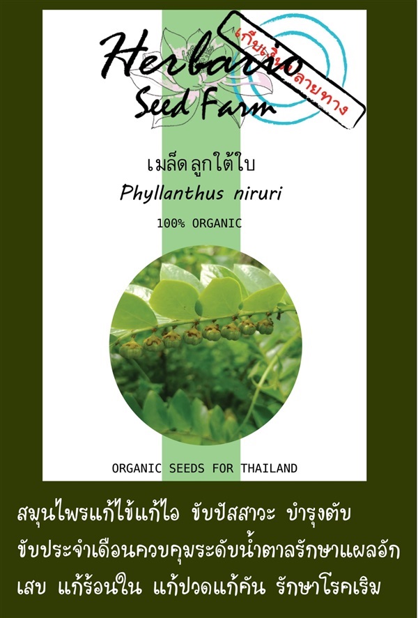 เมล็ดลูกใต้ใบ | คลังเมล็ดพันธุ์สวนสมุนไพร - เมืองชลบุรี ชลบุรี