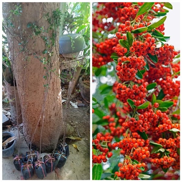 Rosaceae Pyracantha ราคาต้นละ690บาท | สายทองพืชสมุนไพร - บางพลี สมุทรปราการ