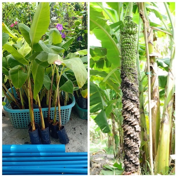 กล้วยร้อยหวี ไม้ล้มลุก ราคาต้น350บาท | สายทองพืชสมุนไพร - บางพลี สมุทรปราการ