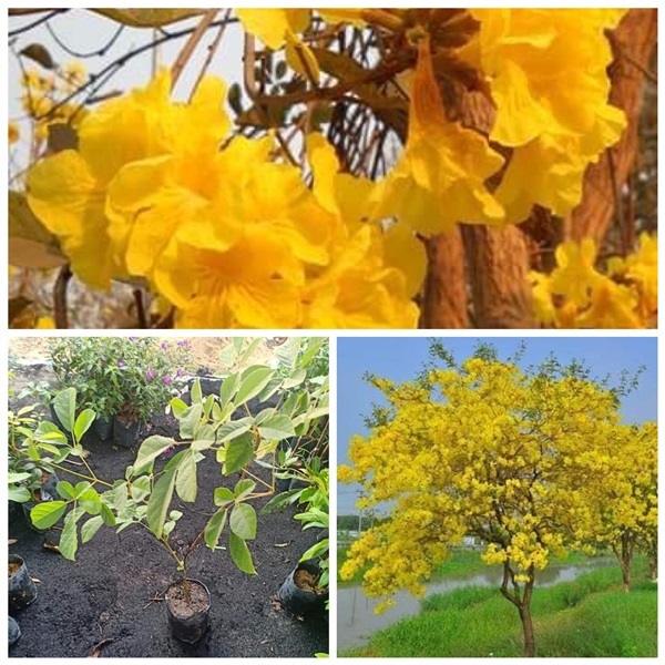 ดอกเหลืองเชียงราย จะคล้ายกับเหลืองปรีดียาธร ราคาต้นละ350บาท