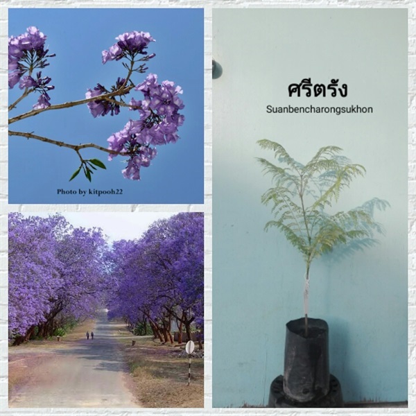 ศรีตรัง | สวนเบญจรงค์สุคนธ์ -  นครราชสีมา