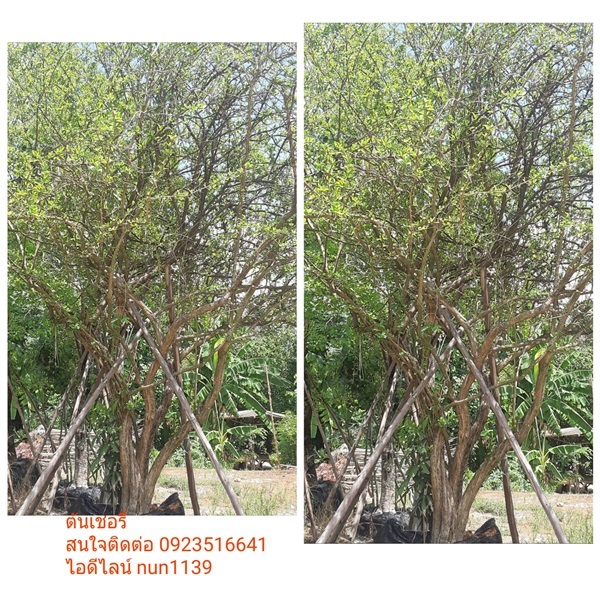 ต้นเชอรี่ | สวนป้าควรพันธ์ไม้ -  สระบุรี
