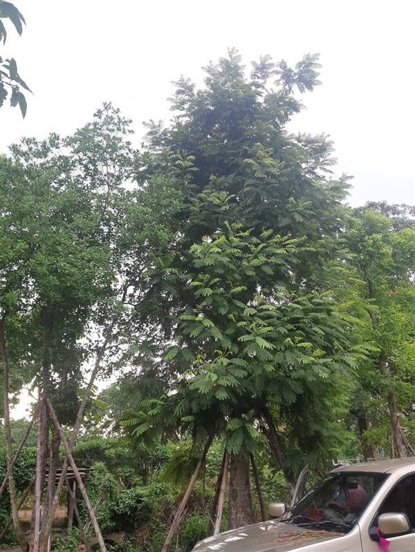 ต้นนนทรี 