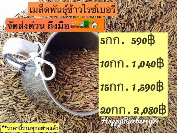 เมล็ดพันธุ์ข้าวไรซ์เบอรี่ | ออร์คิดเฮ้าส์ - บางใหญ่ นนทบุรี