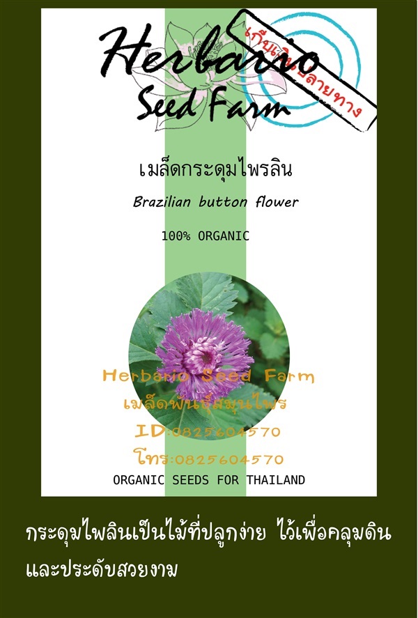 ขายเมล็ดกระดุมไพลิน | คลังเมล็ดพันธุ์สวนสมุนไพร - เมืองชลบุรี ชลบุรี