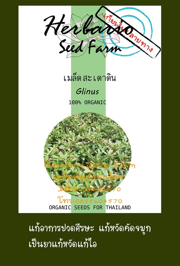 ขายเมล็ดสะเดาดิน | คลังเมล็ดพันธุ์สวนสมุนไพร - เมืองชลบุรี ชลบุรี