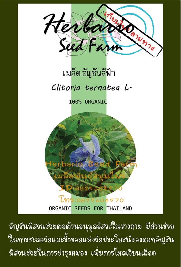 ขายเมล็ดอัญชันฟ้า | คลังเมล็ดพันธุ์สวนสมุนไพร - เมืองชลบุรี ชลบุรี
