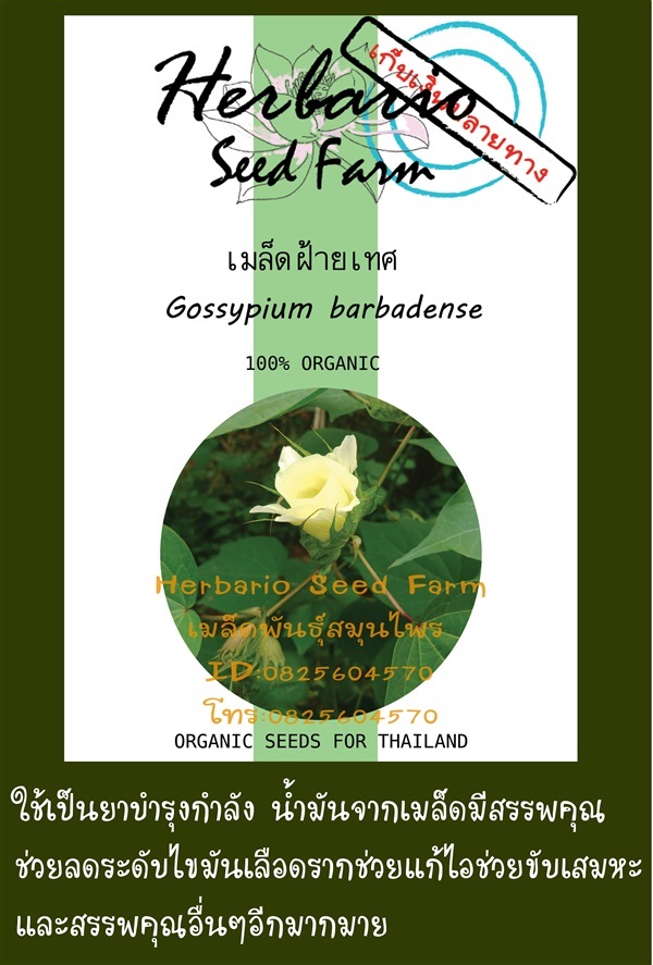 ขายเมล็ดฝ้ายเทศ | คลังเมล็ดพันธุ์สวนสมุนไพร - เมืองชลบุรี ชลบุรี