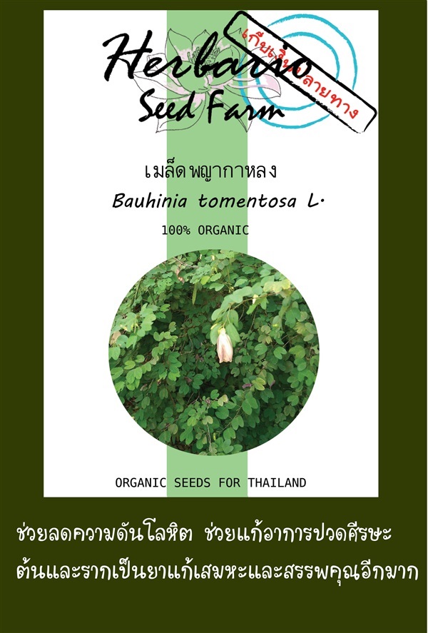 ขายเมล็ดพญากาหลง | คลังเมล็ดพันธุ์สวนสมุนไพร - เมืองชลบุรี ชลบุรี