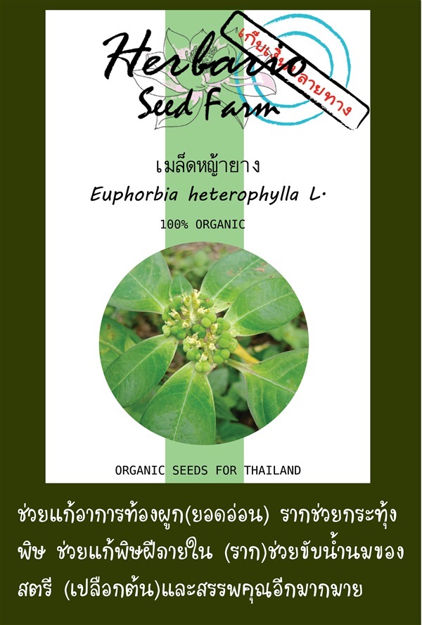 ขายเมล็ดหญ้ายาง | คลังเมล็ดพันธุ์สวนสมุนไพร - เมืองชลบุรี ชลบุรี