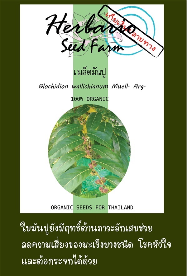 ขายเมล็ดมันปู | คลังเมล็ดพันธุ์สวนสมุนไพร - เมืองชลบุรี ชลบุรี