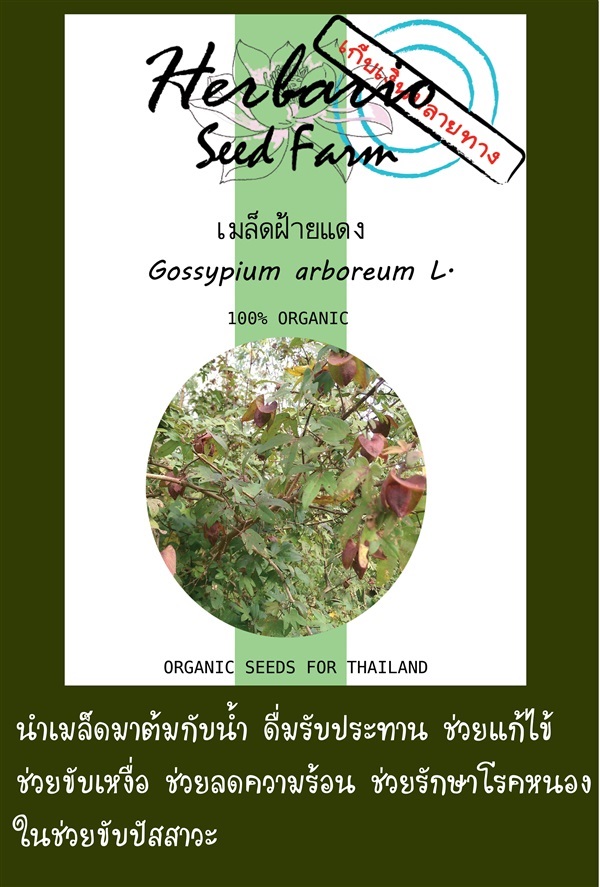 ขายเมล็ดฝ้ายแดง | คลังเมล็ดพันธุ์สวนสมุนไพร - เมืองชลบุรี ชลบุรี