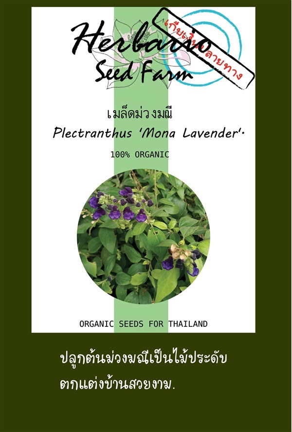 ขายเมล็ดม่วงมณี | คลังเมล็ดพันธุ์สวนสมุนไพร - เมืองชลบุรี ชลบุรี