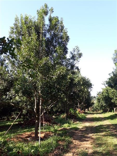ต้นแมคคาเดเมียพร้อมให้ผลผลิต/แมคคาเดเมีย/มะคาเดเมีย/ต้นมะคา | บุญโฮมการ์เด้น - เขาค้อ เพชรบูรณ์