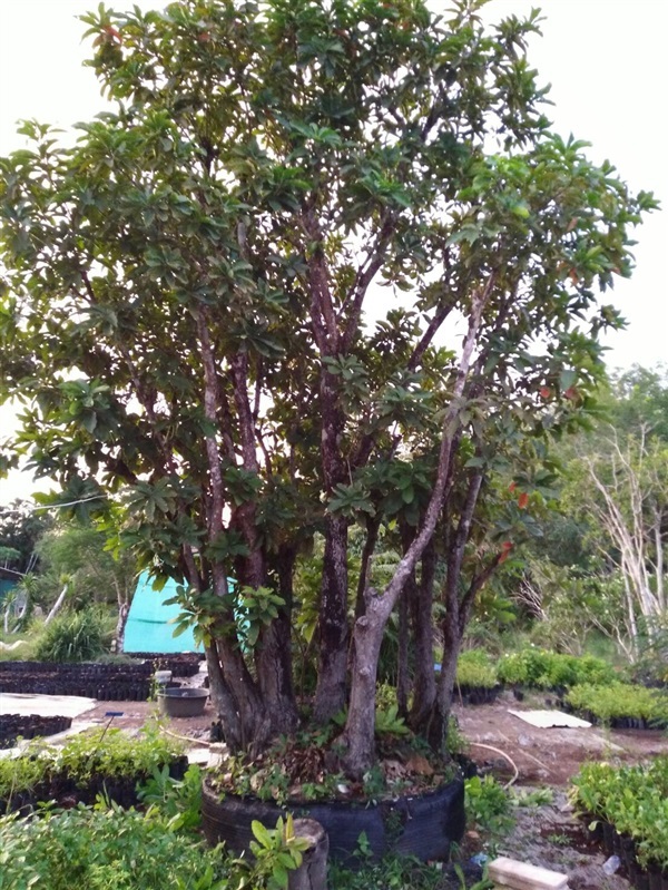 ต้นสร้อยระย้า [ จิกน้ำ ] | P.somsri Garden -  ตรัง