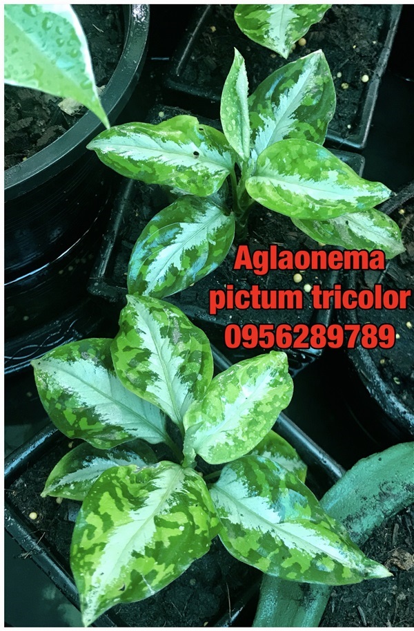 เสือพราน 3 สี ,Aglaonema pictum tricolor, | อัญชัน seeds - สวนหลวง กรุงเทพมหานคร